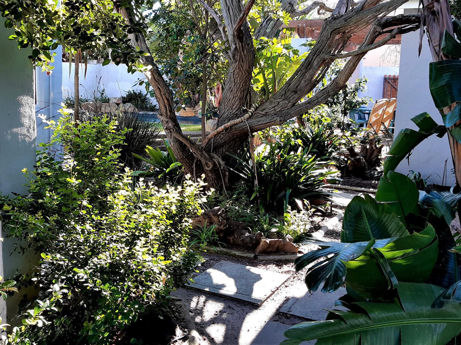 Be My Guest Lodge Bloubergstrand Blouberg Western Cape South Africa Palm Tree, Plant, Nature, Wood, Garden