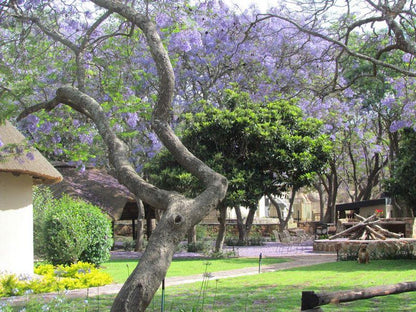 Bendito Ranch Percy Fyfe Nature Reserve Limpopo Province South Africa Plant, Nature