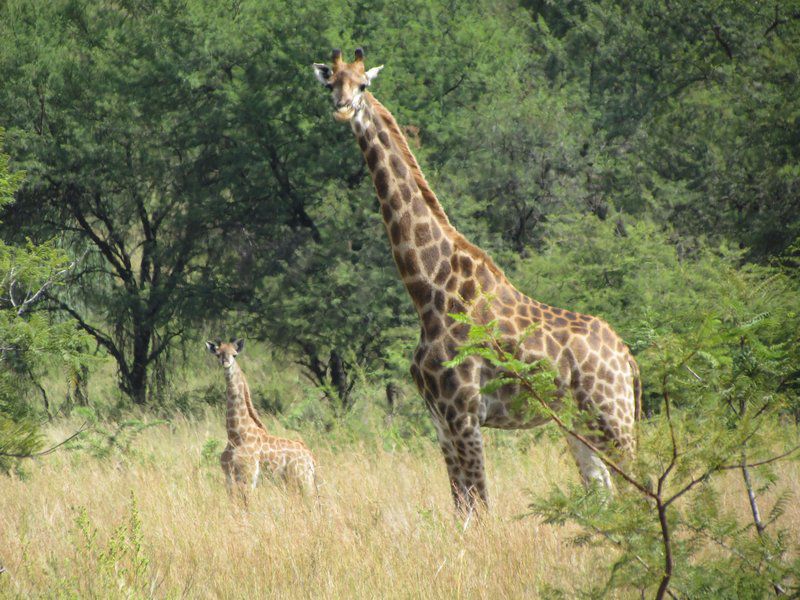 Bendito Ranch Percy Fyfe Nature Reserve Limpopo Province South Africa Giraffe, Mammal, Animal, Herbivore