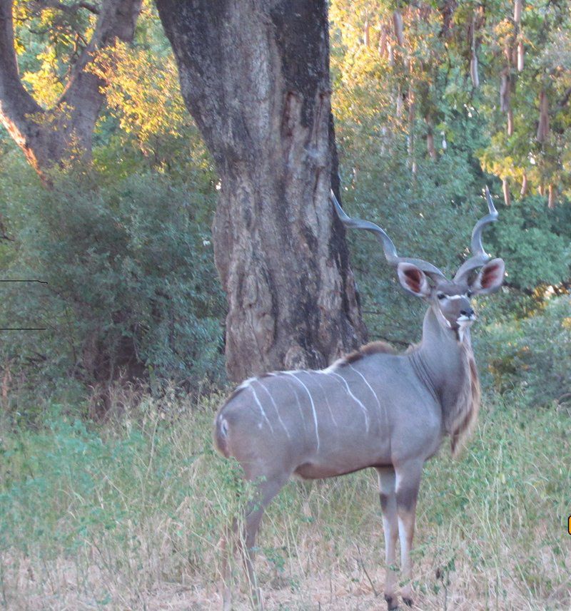 Bendito Ranch Percy Fyfe Nature Reserve Limpopo Province South Africa Unsaturated, Deer, Mammal, Animal, Herbivore