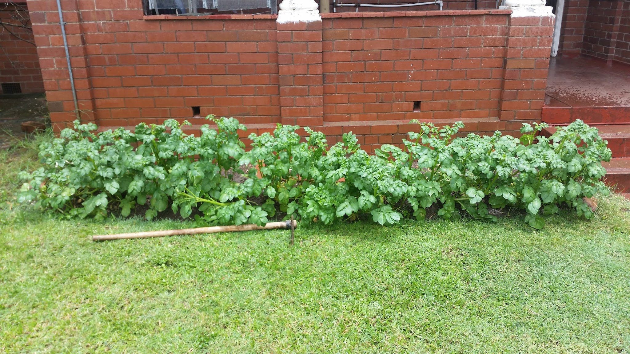 Bendor Guest House Bendor Polokwane Pietersburg Limpopo Province South Africa Garden, Nature, Plant, Vegetable, Food