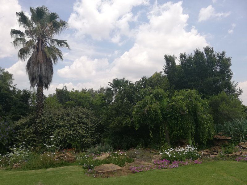 Ben Nevis Guestfarm Clocolan Free State South Africa Palm Tree, Plant, Nature, Wood, Garden