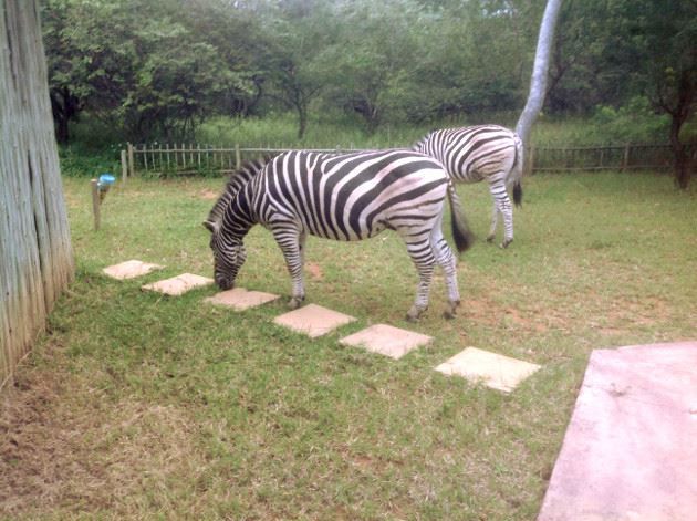 Beraccah Holiday Home Marloth Park Mpumalanga South Africa Zebra, Mammal, Animal, Herbivore