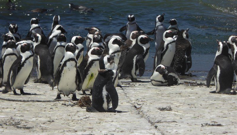 Berg En See Kleinmond Western Cape South Africa Unsaturated, Penguin, Bird, Animal