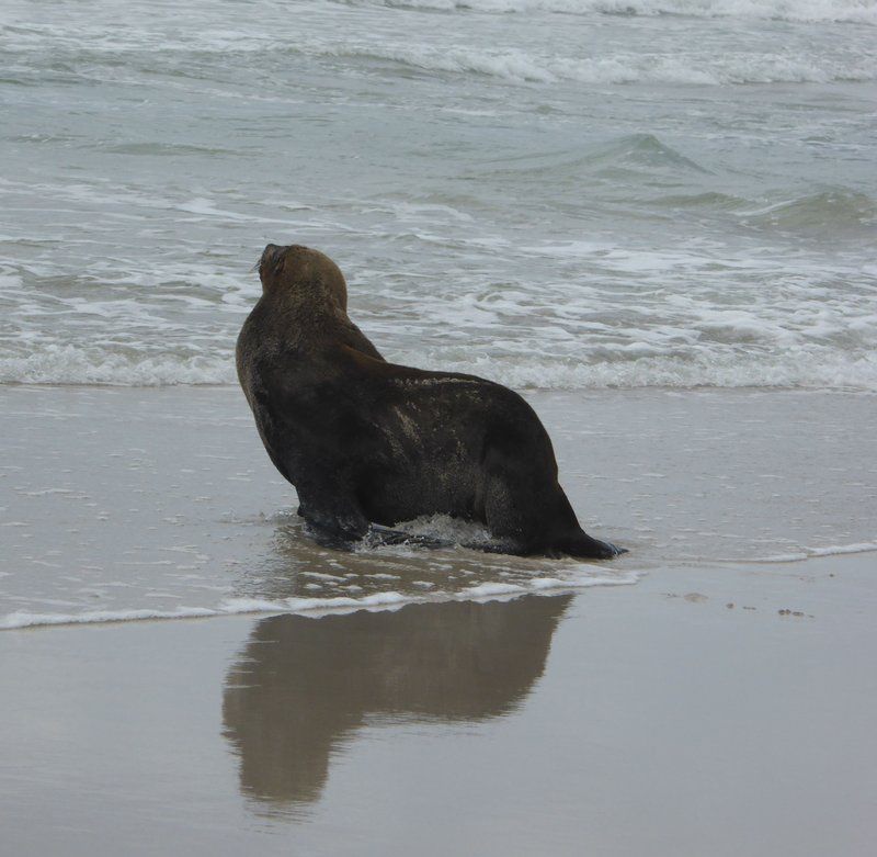 Berg En See Kleinmond Western Cape South Africa Colorless, Bear, Mammal, Animal, Predator, Dog, Pet, Beach, Nature, Sand, Seal, Ocean, Waters