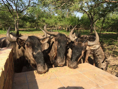 Berghaan Bush Cottage Marloth Park Mpumalanga South Africa Water Buffalo, Mammal, Animal, Herbivore