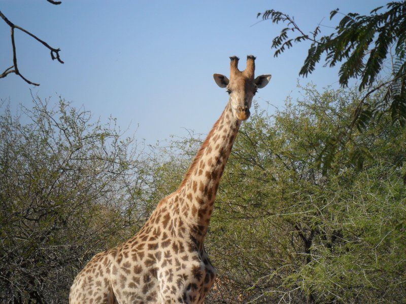 Berghaan Bush Cottage Marloth Park Mpumalanga South Africa Complementary Colors, Giraffe, Mammal, Animal, Herbivore