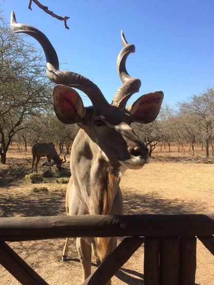 Berghaan Bush Cottage Marloth Park Mpumalanga South Africa Complementary Colors, Animal