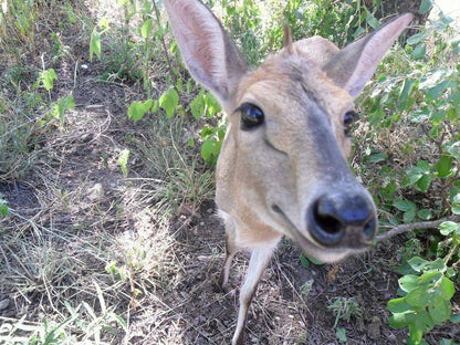 Berghaan Bush Cottage Marloth Park Mpumalanga South Africa Deer, Mammal, Animal, Herbivore