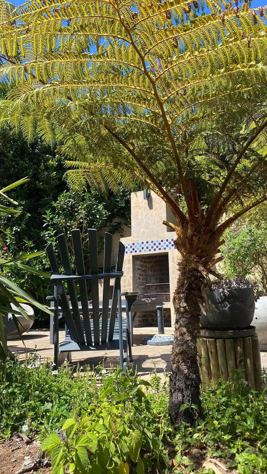 Berg Residence Self Catering Fish Hoek Cape Town Western Cape South Africa Palm Tree, Plant, Nature, Wood, Garden