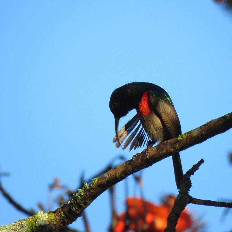 Bergrivier Chalets Eastern Cape Thornhill Port Elizabeth Eastern Cape South Africa Colorful, Bird, Animal