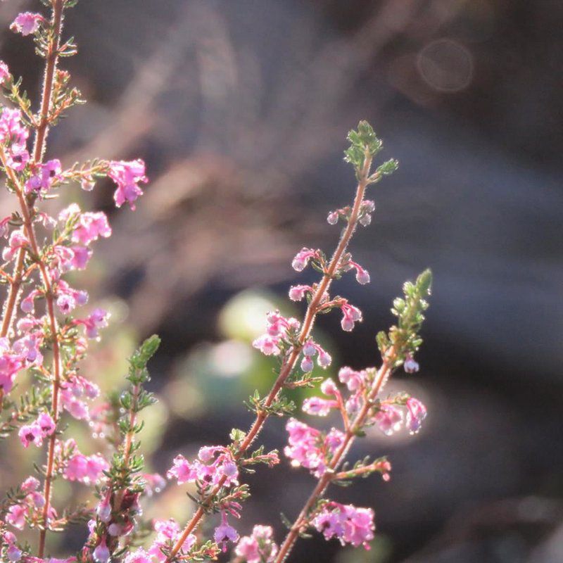 Bergrivier Chalets Eastern Cape Thornhill Port Elizabeth Eastern Cape South Africa Blossom, Plant, Nature, Bokeh