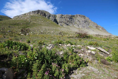 Bergroos Bettys Bay Western Cape South Africa Complementary Colors, Mountain, Nature, Highland