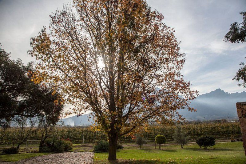 Bergsicht Country Farm Cottages Couple Units Tulbagh Western Cape South Africa Plant, Nature, Tree, Wood