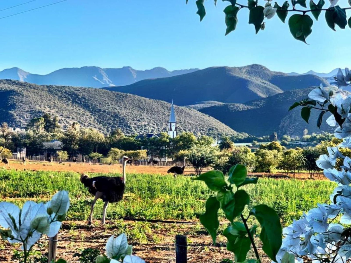 Berluda Farmhouse And Cottages Oudtshoorn Western Cape South Africa Complementary Colors