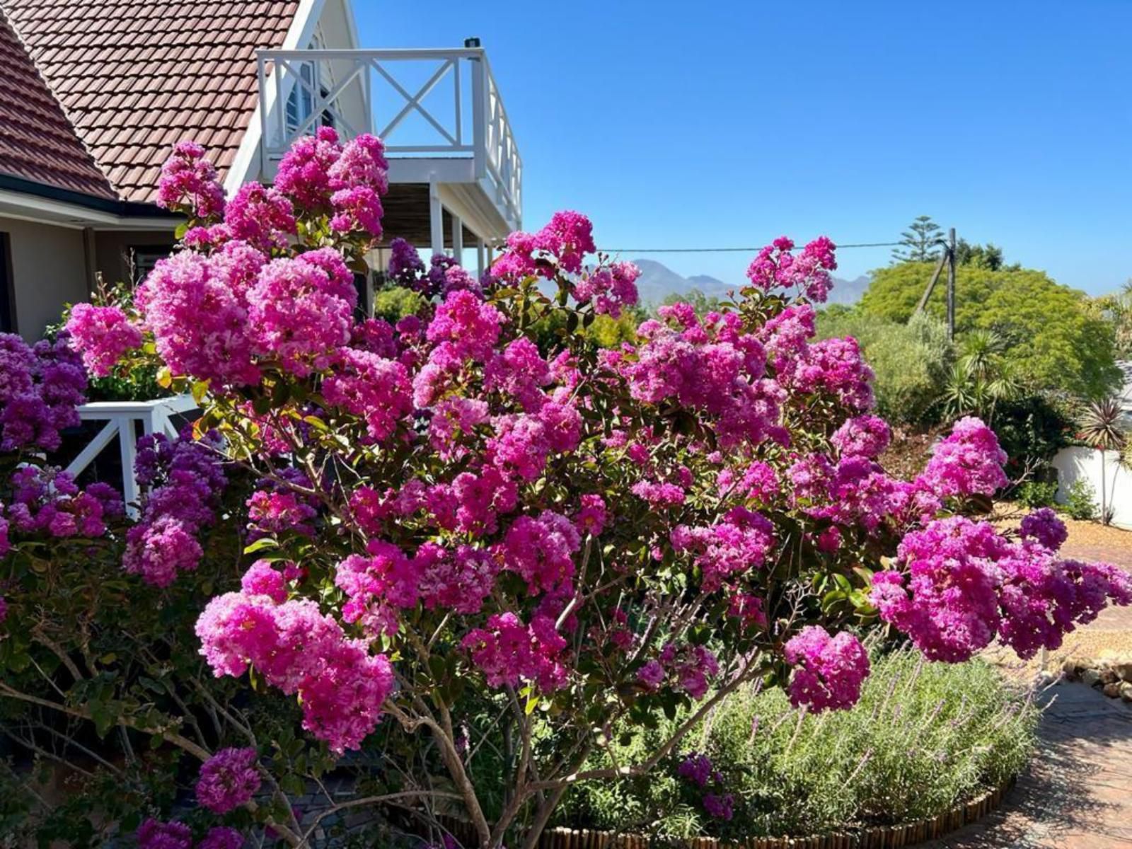 Berrydel Lifestyle Guesthouse Greenway Rise Somerset West Western Cape South Africa Blossom, Plant, Nature, Garden