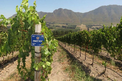 Hemel En Aarde Valley Fine Wine Tour Hemel En Aarde Western Cape South Africa Wine, Drink, Food, Fruit