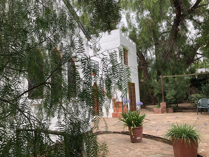 Bethesda Tower Accommodation, The Bethesda Tower B&B, Palm Tree, Plant, Nature, Wood