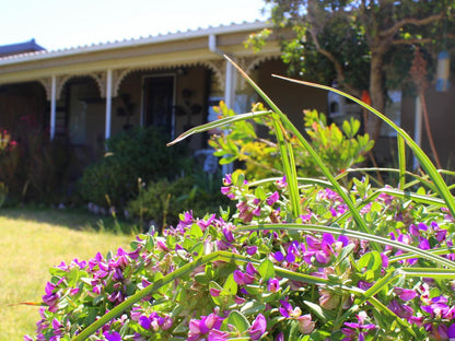 Betty S Rest Bettys Bay Western Cape South Africa House, Building, Architecture, Plant, Nature