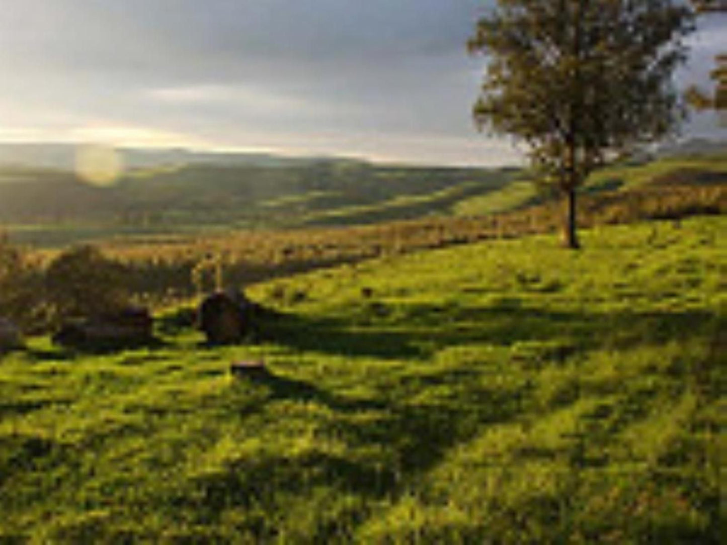 Beverley Country Cottages Dargle Howick Kwazulu Natal South Africa Tree, Plant, Nature, Wood