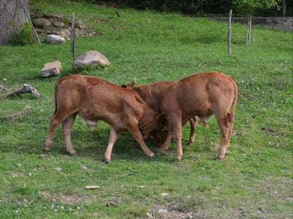 Bibi S Joy Suurbraak Western Cape South Africa Cow, Mammal, Animal, Agriculture, Farm Animal, Herbivore