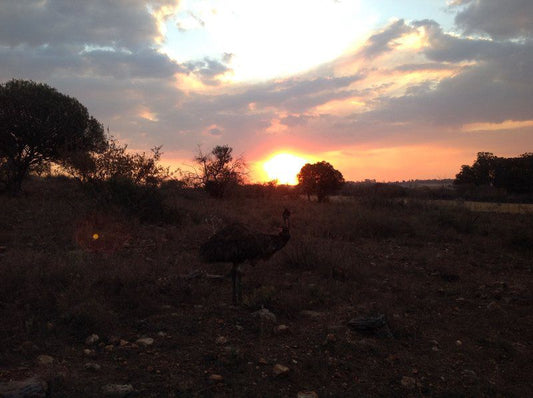 Bietjie Bosveld Lodge Potchefstroom North West Province South Africa Bird, Animal, Sky, Nature, Sunset