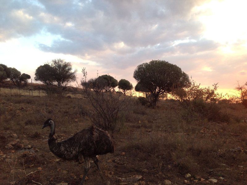 Bietjie Bosveld Lodge Potchefstroom North West Province South Africa Bird, Animal