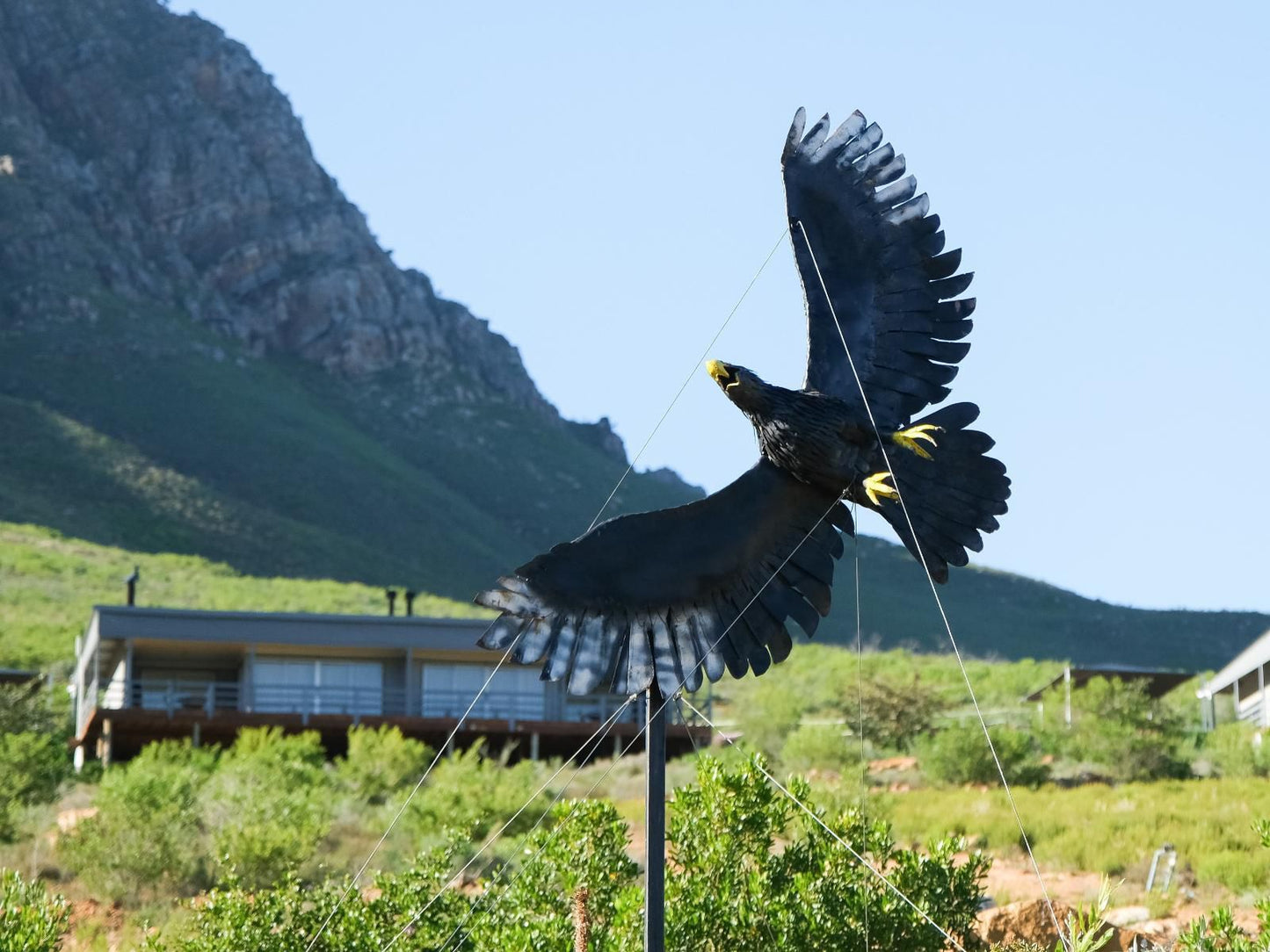 Big Sky Cottages Wolseley Western Cape South Africa Complementary Colors, Colorful, Vulture, Bird, Animal