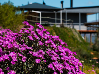 Big Sky Cottages Wolseley Western Cape South Africa Complementary Colors, Plant, Nature