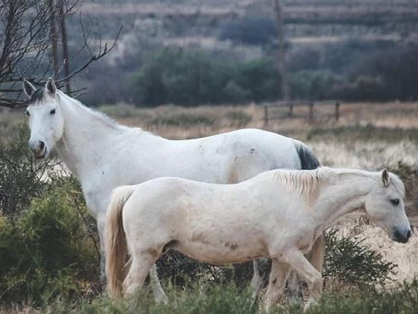 Big Sky Ranch Colesberg Northern Cape South Africa Unsaturated, Horse, Mammal, Animal, Herbivore