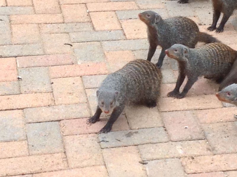 The Big Tuskers Bush Camp Marloth Park Mpumalanga South Africa Raccoon, Mammal, Animal, Predator