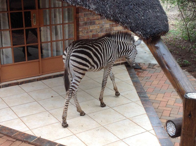 The Big Tuskers Bush Camp Marloth Park Mpumalanga South Africa Zebra, Mammal, Animal, Herbivore