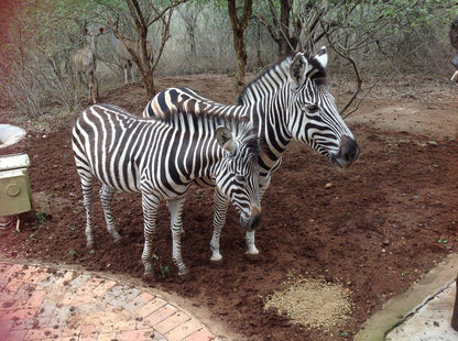 The Big Tuskers Bush Camp Marloth Park Mpumalanga South Africa Zebra, Mammal, Animal, Herbivore