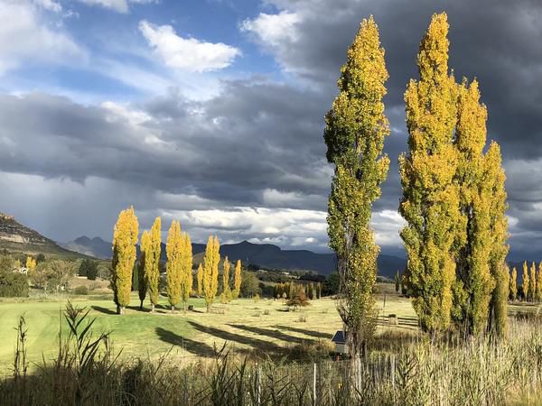 Birchwood A And B Clarens Clarens Free State South Africa Plant, Nature