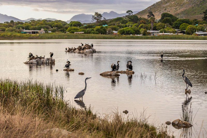 Birdsong Vermont Za Hermanus Western Cape South Africa Bird, Animal