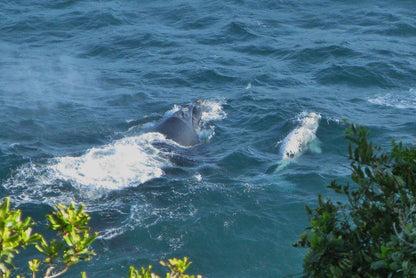 Bishops Cove Tsitsikamma Eastern Cape South Africa Cliff, Nature, Whale, Marine Animal, Animal