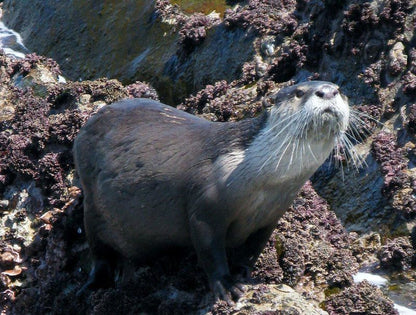 Bishops Cove Tsitsikamma Eastern Cape South Africa Otter, Mammal, Animal, Predator