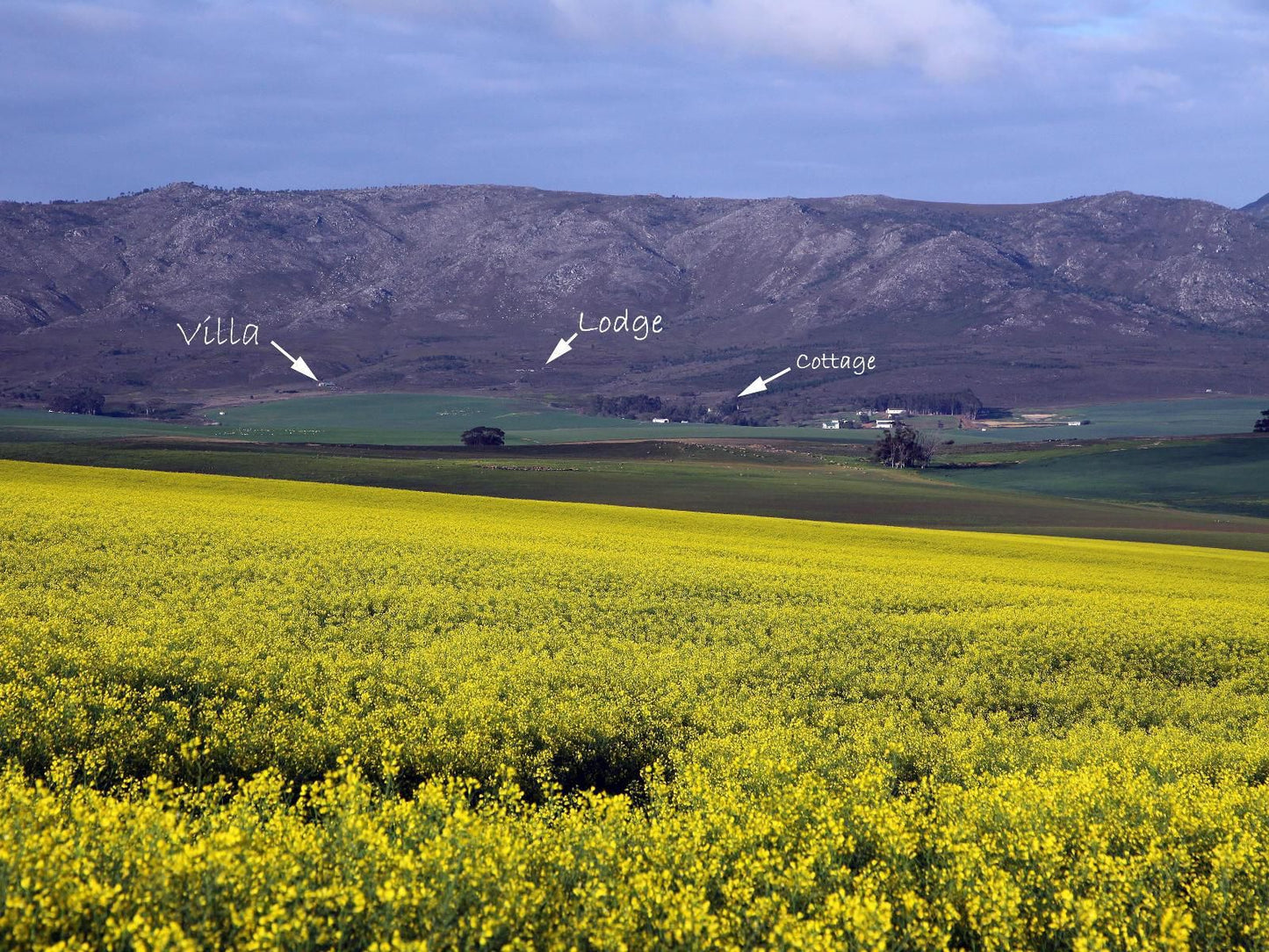 Black Eagle Lodges, Field, Nature, Agriculture, Canola, Plant