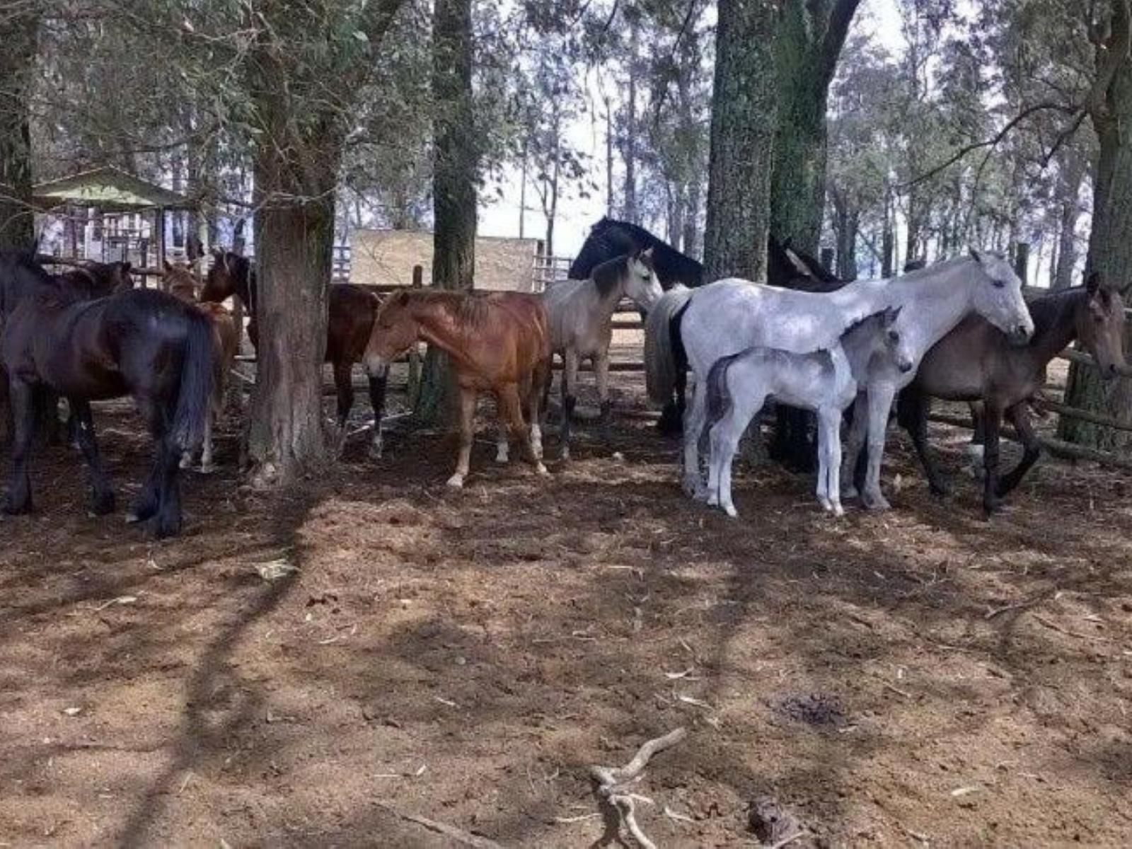 Black Horse Lodge Vryheid Kwazulu Natal South Africa Horse, Mammal, Animal, Herbivore