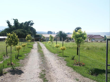 Black Horse Lodge Vryheid Kwazulu Natal South Africa Field, Nature, Agriculture, Palm Tree, Plant, Wood