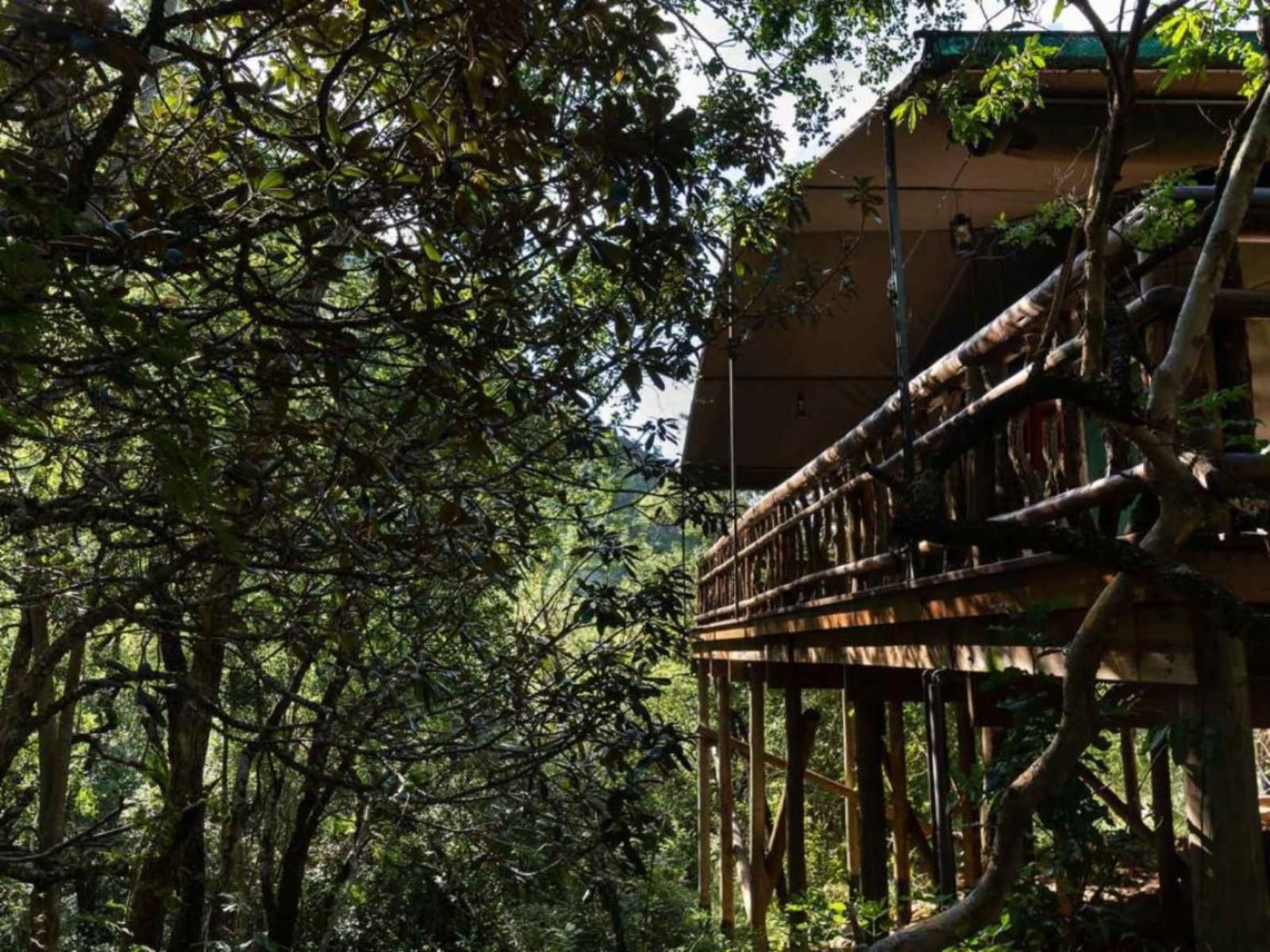 Black Leopard Mountain Lodge Lydenburg Mpumalanga South Africa Forest, Nature, Plant, Tree, Wood