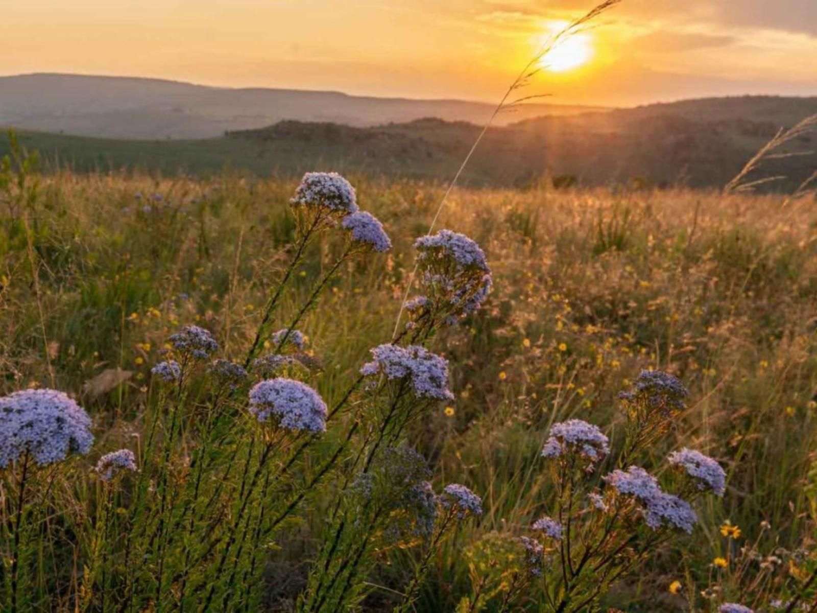 Black Leopard Mountain Lodge Lydenburg Mpumalanga South Africa Flower, Plant, Nature, Meadow