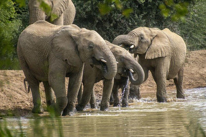 Black Rhino Game Lodge Pilanesberg Game Reserve North West Province South Africa Elephant, Mammal, Animal, Herbivore