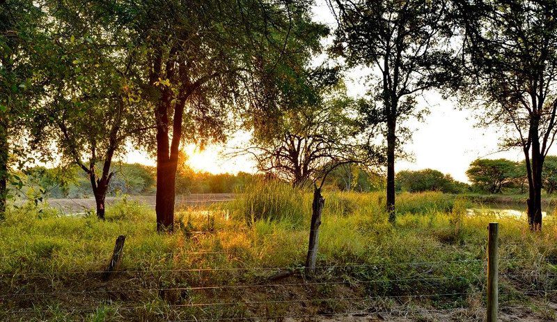 Black Rhino Game Lodge Pilanesberg Game Reserve North West Province South Africa Tree, Plant, Nature, Wood, Lowland