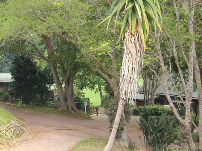 Blackwaters River Lodge Goukamma Nature Reserve Western Cape South Africa Palm Tree, Plant, Nature, Wood