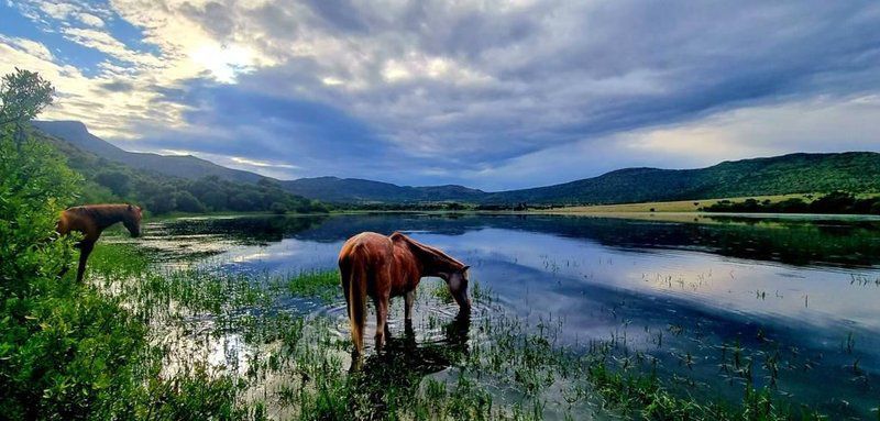 Blanco Guest Farm And Holiday Resort Tarkastad Eastern Cape South Africa Horse, Mammal, Animal, Herbivore, Highland, Nature