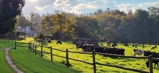 Blesberg Farm Cottages, Cow, Mammal, Animal, Agriculture, Farm Animal, Herbivore, Field, Nature