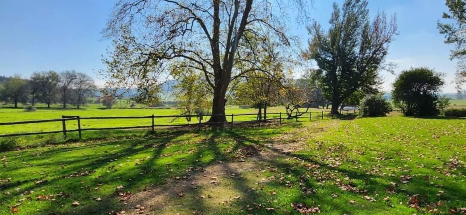 Blesberg Farm Cottages, Tree, Plant, Nature, Wood