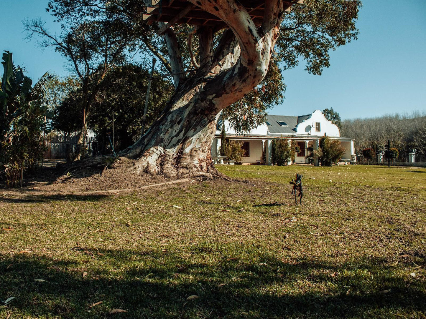 Bloemendal Wine Estate Van Riebeeckshof Cape Town Western Cape South Africa House, Building, Architecture, Tree, Plant, Nature, Wood