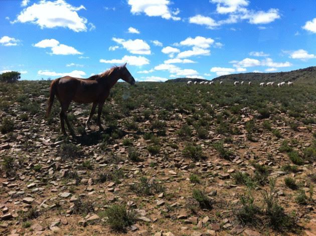 Bloemhof Karoo Richmond Northern Cape Northern Cape South Africa Horse, Mammal, Animal, Herbivore, Desert, Nature, Sand